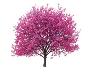 Arbol De Judea Pequeño Árbol Del Amor Exótico Ornamental
