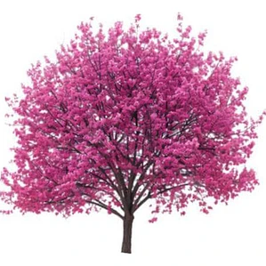 Arbol De Judea Pequeño Árbol Del Amor Exótico Ornamental