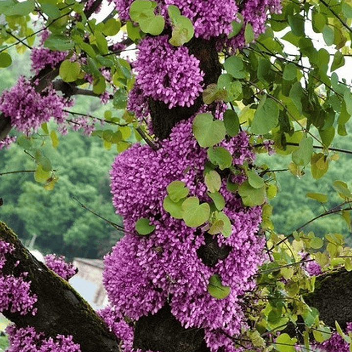 Arbol De Judea Pequeño Árbol Del Amor Exótico Ornamental 2