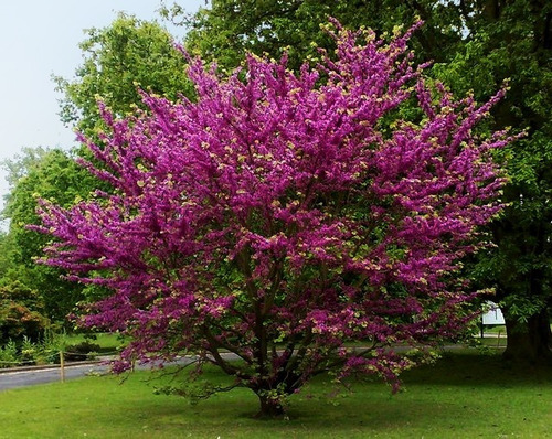 Arbol De Judea Pequeño Árbol Del Amor Exótico Ornamental 3