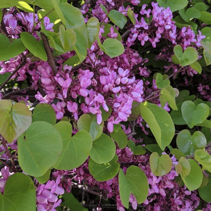 Arbol De Judea Pequeño Árbol Del Amor Exótico Ornamental 4