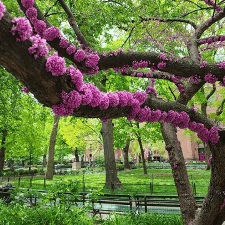 Arbol De Judea Pequeño Árbol Del Amor Exótico Ornamental 5