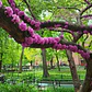 Arbol De Judea Pequeño Árbol Del Amor Exótico Ornamental - Miniatura 5