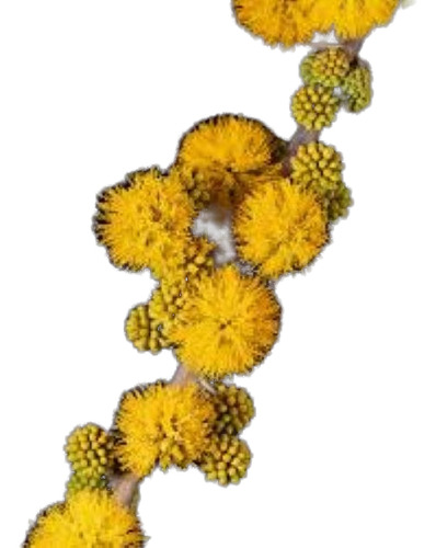 Espino Chileno Grande Arbusto Nativo Ornamental Acacia Caven 1