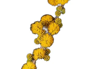 Espino Chileno Grande Arbusto Nativo Ornamental Acacia Caven