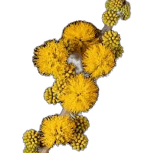 Espino Chileno Grande Arbusto Nativo Ornamental Acacia Caven