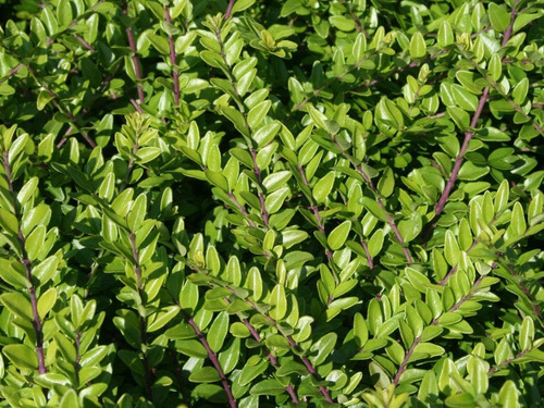 Lonicera Nitida Arbusto Ornamental 1