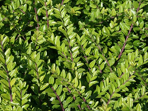 Lonicera Nitida Arbusto Ornamental