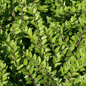 Lonicera Nitida Arbusto Ornamental