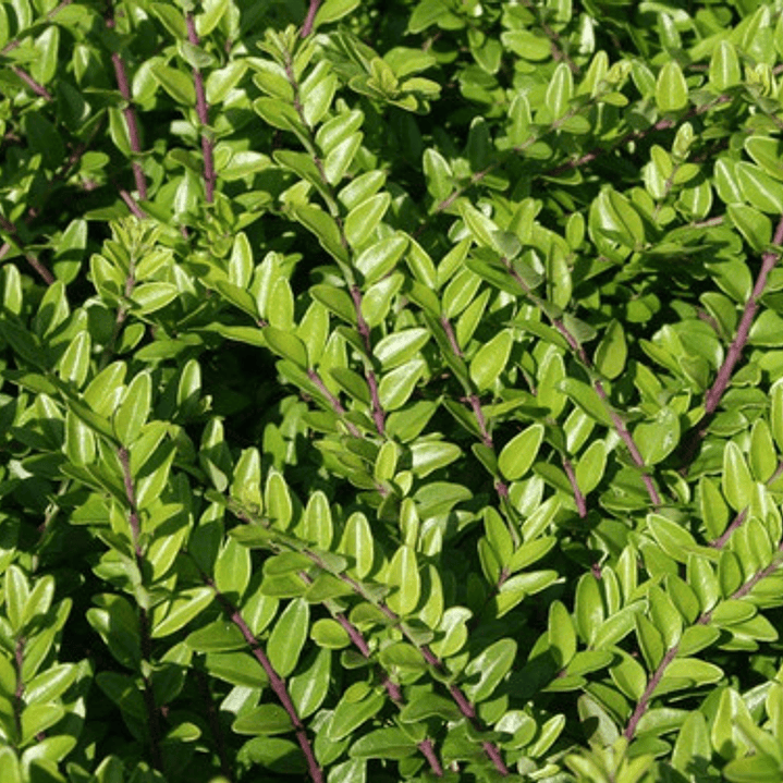 Lonicera Nitida Arbusto Ornamental 1