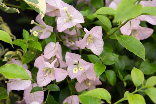 Bougainvillea Bugamvilia Rosada Trepadora Ornamental 1
