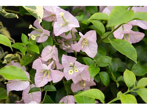 Bougainvillea Bugamvilia Rosada Trepadora Ornamental