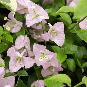 Bougainvillea Bugamvilia Rosada Trepadora Ornamental