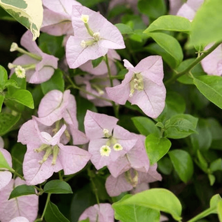 Bougainvillea Bugamvilia Rosada Trepadora Ornamental 1