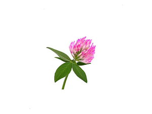 Pack De 10 Doquilla Pequeña Cubresuelo Ornamental