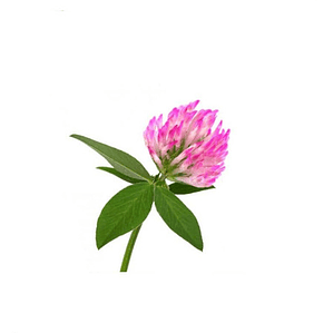 Pack De 10 Doquilla Pequeña Cubresuelo Ornamental