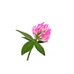 Pack De 10 Doquilla Pequeña Cubresuelo Ornamental - Miniatura 1