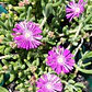Pack De 10 Doquilla Pequeña Cubresuelo Ornamental - Miniatura 2