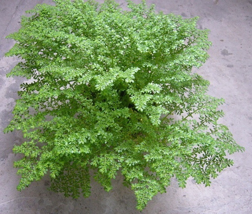 Helecho Grano Arroz Falso Helecho S Planta Interior 1