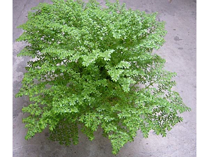 Helecho Grano Arroz Falso Helecho S Planta Interior