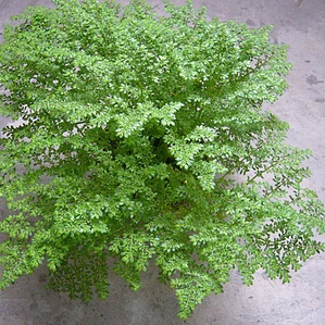 Helecho Grano Arroz Falso Helecho S Planta Interior