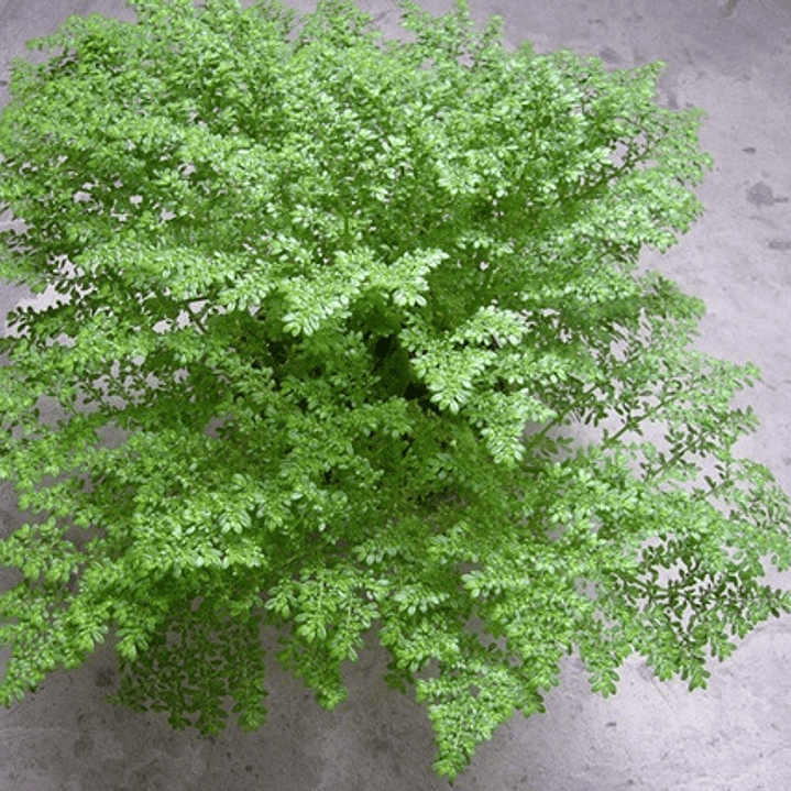 Helecho Grano Arroz Falso Helecho S Planta Interior 1