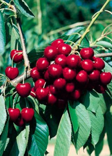 Cerezo Santina Árbol Frutal Injertado 2