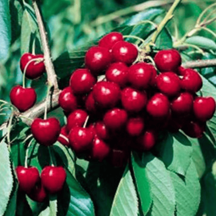 Cerezo Santina Árbol Frutal Injertado 2