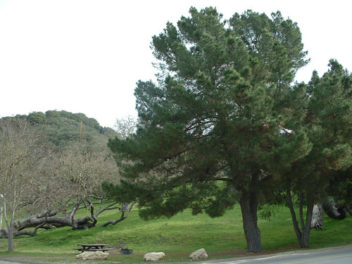 Ciprés Macrocarpa 1,2 Mt Para Cierre Pino Cipress Ornamental 1