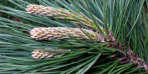 Ciprés Macrocarpa 1,2 Mt Para Cierre Pino Cipress Ornamental 2
