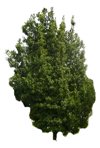 Belloto Del Norte Beilschmiedia Miersii Nativo Ornamental 1