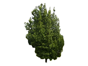Belloto Del Norte Beilschmiedia Miersii Nativo Ornamental