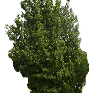 Belloto Del Norte Beilschmiedia Miersii Nativo Ornamental