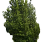 Belloto Del Norte Beilschmiedia Miersii Nativo Ornamental - Miniatura 1