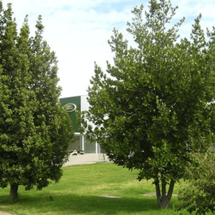 Belloto Del Norte Beilschmiedia Miersii Nativo Ornamental 2