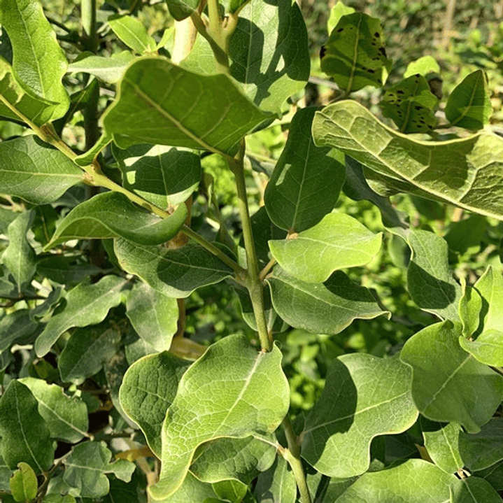 Belloto Del Norte Beilschmiedia Miersii Nativo Ornamental 3