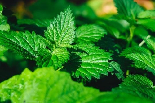 Menta Planta Arbusto Medicinal Ornamental Aromatica 1