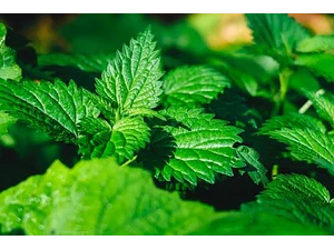 Menta Planta Arbusto Medicinal Ornamental Aromatica