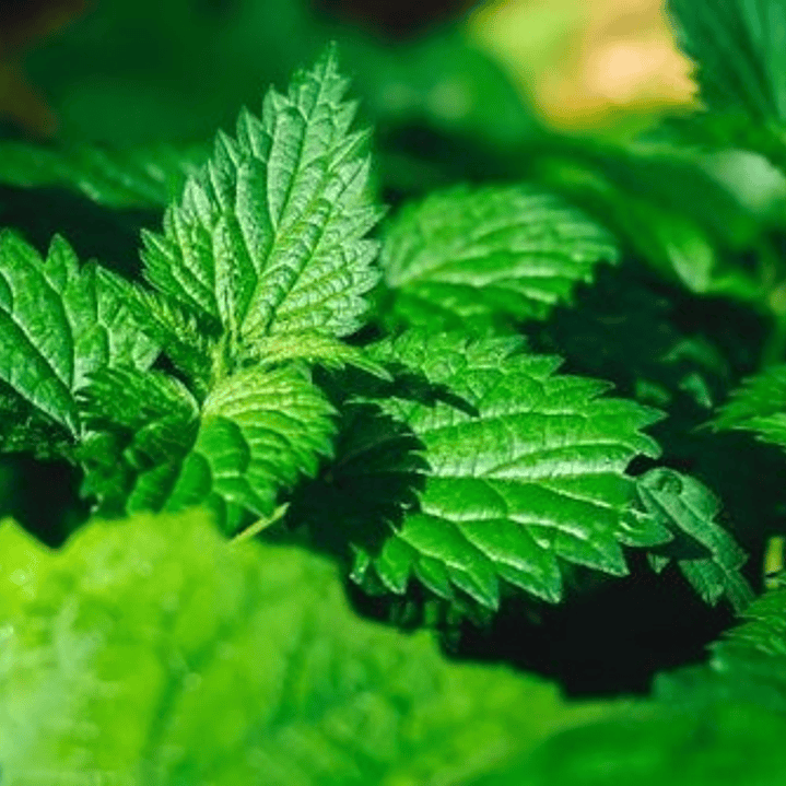 Menta Planta Arbusto Medicinal Ornamental Aromatica 1