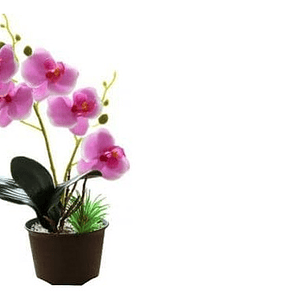 Doquilla Pequeña Suculenta Cubresuelo Ornamental Flor