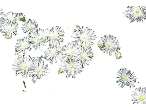 Pack 10 Rayitos De Sol Blanco Planta Ornamental Flor