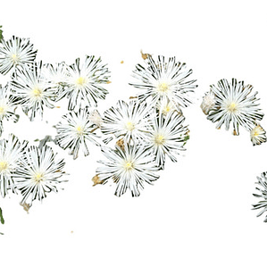 Pack 10 Rayitos De Sol Blanco Planta Ornamental Flor