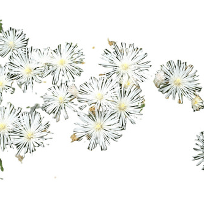 Pack 10 Rayitos De Sol Blanco Planta Ornamental Flor 1