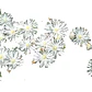 Pack 10 Rayitos De Sol Blanco Planta Ornamental Flor - Miniatura 1