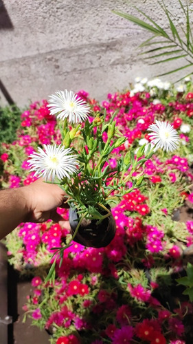 Pack 10 Rayitos De Sol Blanco Planta Ornamental Flor 2