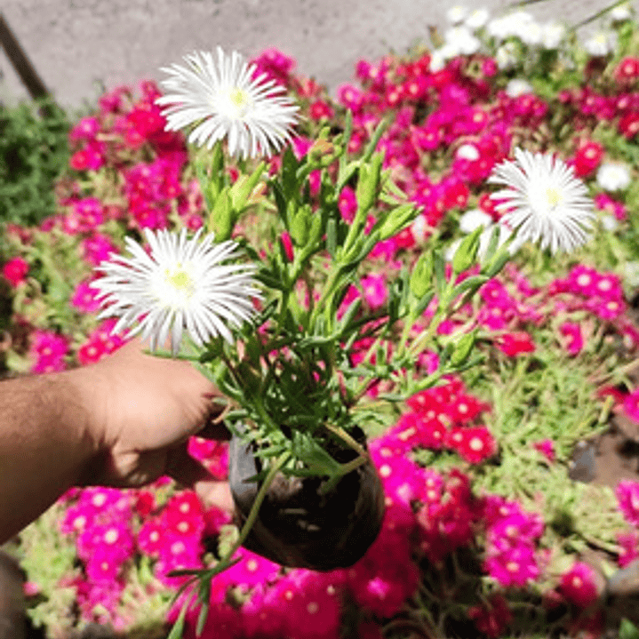 Pack 10 Rayitos De Sol Blanco Planta Ornamental Flor 2