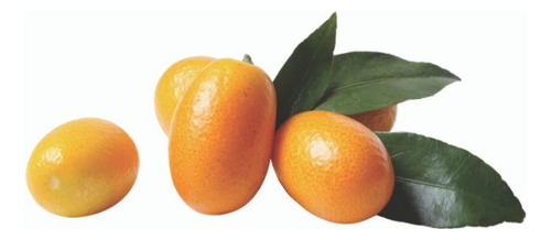 Kumquat Quinoto Mediano Naranjo Enano Chino Árbol Frutal 2