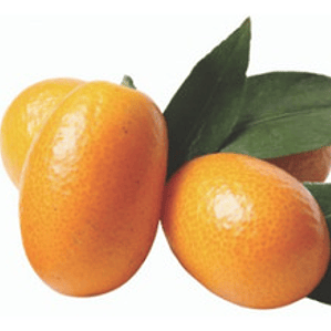 Kumquat Naranjo Enano Frutal