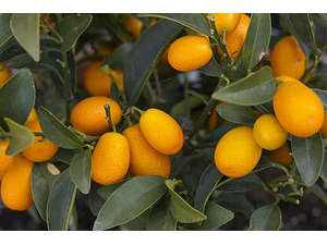 Kumquat Naranjo Enano Frutal