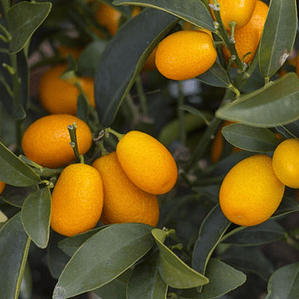 Kumquat Naranjo Enano Frutal